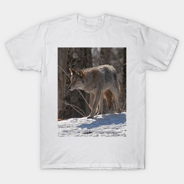 Coyote T-Shirt by jaydee1400